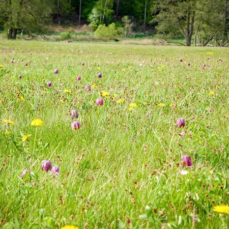 Vor Der Stephanskuppe